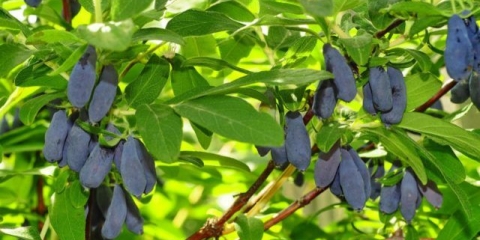 Orlovi nokti roxana: opis sorte, fotografije i recenzije